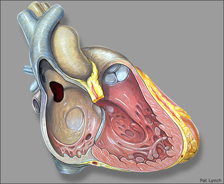 Cardiopatia congenita